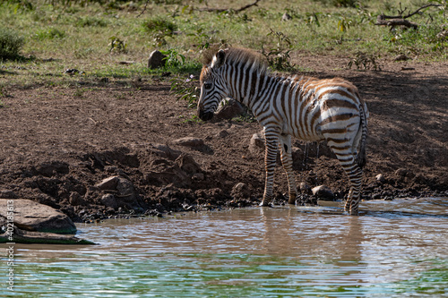 Young zebra in the water
