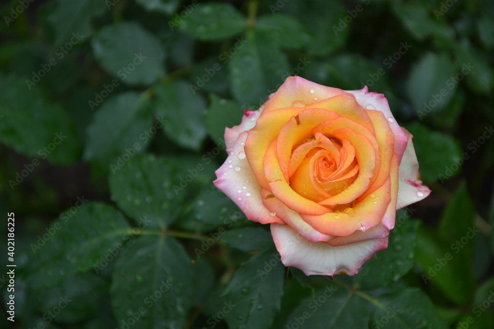Yellow roses in the garden. Fresh beautiful flowers. Bright yellow pink roses. Summer nature background. Yellow roses in the garden. Fresh beautiful flowers. Bright yellow pink roses. Summer nature background.