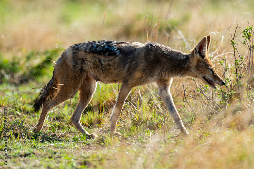 Fototapeta premium Chacal à chabraque, Canis mesomelas, Afrique