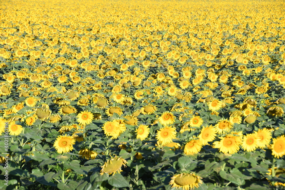 Yellow sunflower field, golden harvest assembly Yellow sunflower field, golden harvest assembly