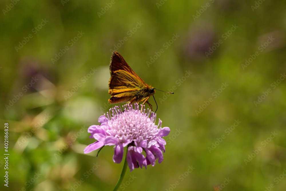 A close up photo of a brown coloured, mottled butterfly on a flower in front of a green background. A close up photo of a brown coloured, mottled butterfly on a flower in front of a green background.