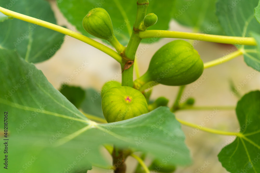 Fototapeta premium Common fig fruit hanging on a branch