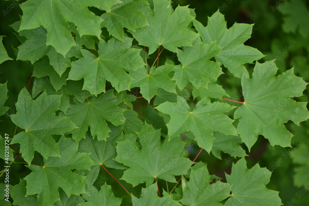 Maple tree foliage. Fresh green maple leaves. Park or forest nature background. Maple tree foliage. Fresh green maple leaves. Park or forest nature background.