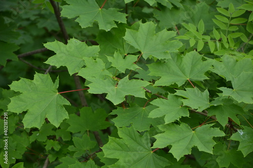 Maple tree foliage. Fresh green maple leaves. Park or forest nature background.