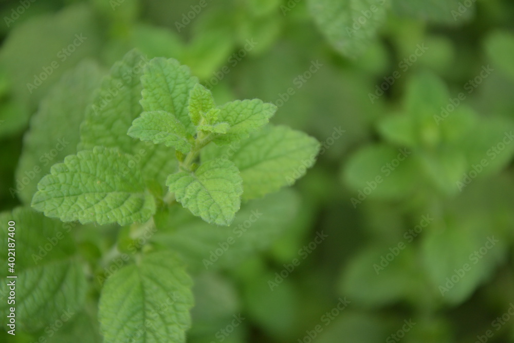 Melissa plant. Lemon balm in the garden. Countryside nature. Organic agriculture. Melissa foliage in the wild nature. Herb tea flavor. Village yard herbs. Melissa plant. Lemon balm in the garden. Countryside nature. Organic agriculture. Melissa foliage in the wild nature. Herb tea flavor. Village yard herbs.