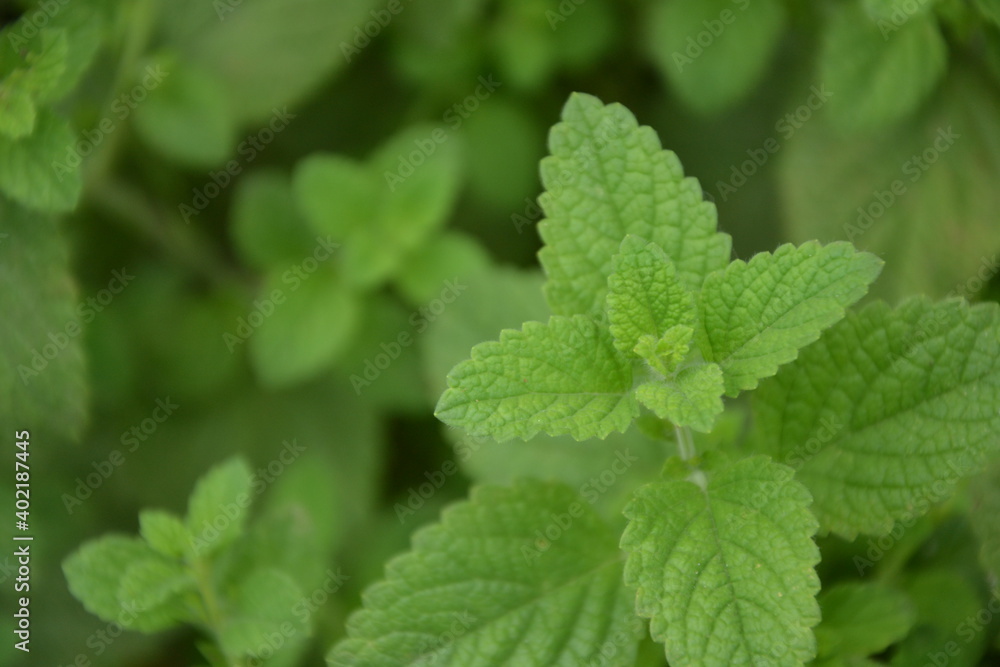 Melissa plant. Lemon balm in the garden. Countryside nature. Organic agriculture. Melissa foliage in the wild nature. Herb tea flavor. Village yard herbs. Melissa plant. Lemon balm in the garden. Countryside nature. Organic agriculture. Melissa foliage in the wild nature. Herb tea flavor. Village yard herbs.