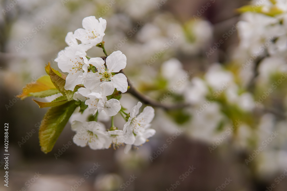 Spring tree branches. Spring flowering of a fruit tree. Apricot blossoms in spring