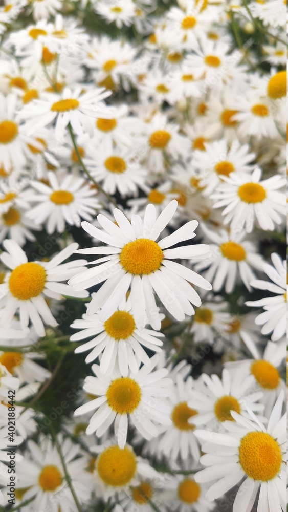 large bouquet of daisies in sunlight. Natural cute background. large bouquet of daisies in sunlight. Natural cute background.