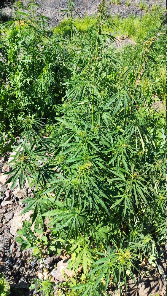 green wild hemp bush in the field green wild hemp bush in the field