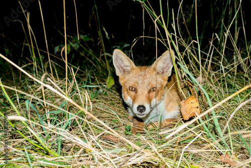 ONE FOX IN PIRINEOS SPAIN, NEAR TO AIGUES TORTES CATALUÑA photo