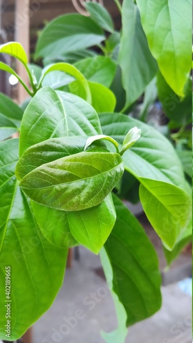 green avocado leaf on the tree, shot close by the camera