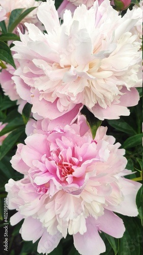 Fluffy pink peonies flowers background