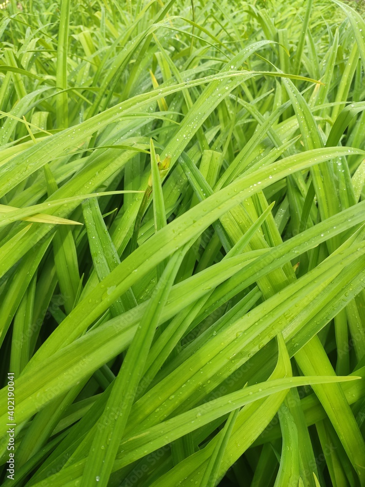 Close-up of fresh dense greens with water drops in the early morning Close-up of fresh dense greens with water drops in the early morning