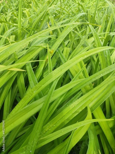Close-up of fresh dense greens with water drops in the early morning