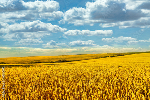 Wallpaper Mural Wide wheat field landscape with sky in clouds. Authentic farm series. Torontodigital.ca