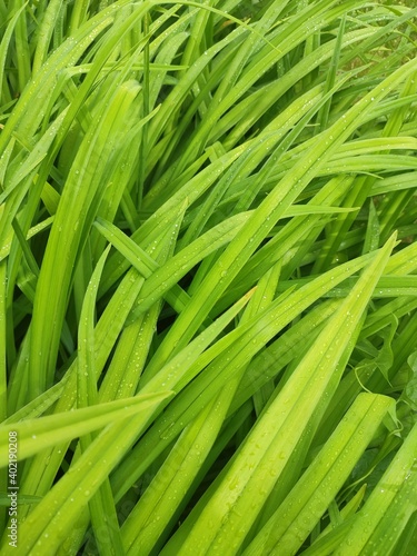 Close-up of fresh dense greens with water drops in the early morning