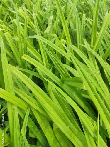 Close-up of fresh dense greens with water drops in the early morning