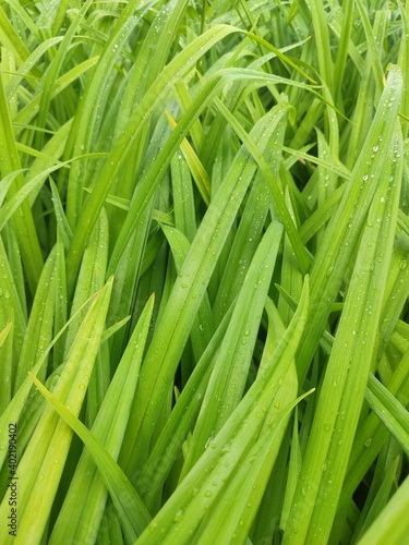 Close-up of fresh dense greens with water drops in the early morning
