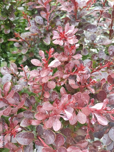 leaf Berberis thunbergii atropurpurea, decorative plant for gardening and landscape design with purple and red leaves and berries. Ornamental dwarf plant in stone garden