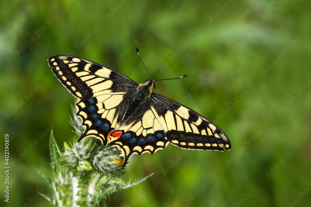 Swallowtail butterfly / Papilio machaon Swallowtail butterfly / Papilio machaon