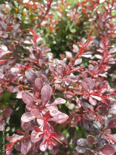 leaf Berberis thunbergii atropurpurea, decorative plant for gardening and landscape design with purple and red leaves and berries. Ornamental dwarf plant in stone garden