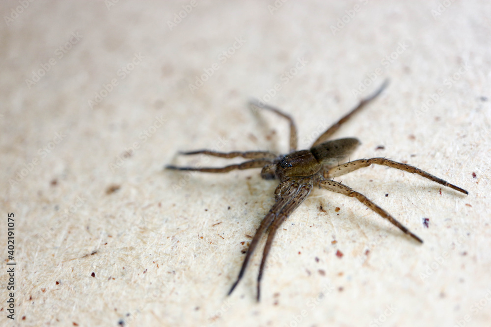 wolf spider on the wall close up wolf spider on the wall close up