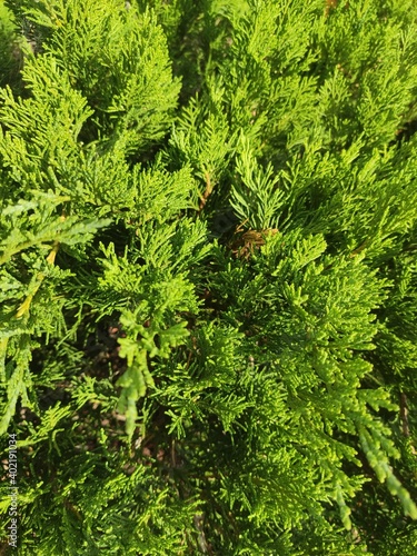 green juniper branch close up