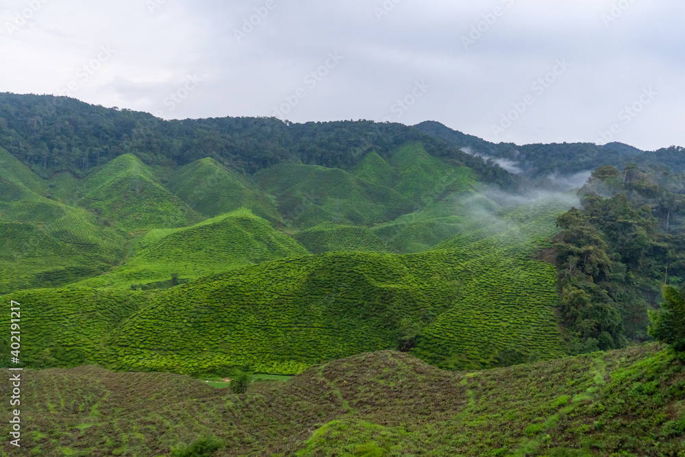 Green tea plantations in the hills in the highlands. The best tea grows in humid, foggy climates high in the mountains