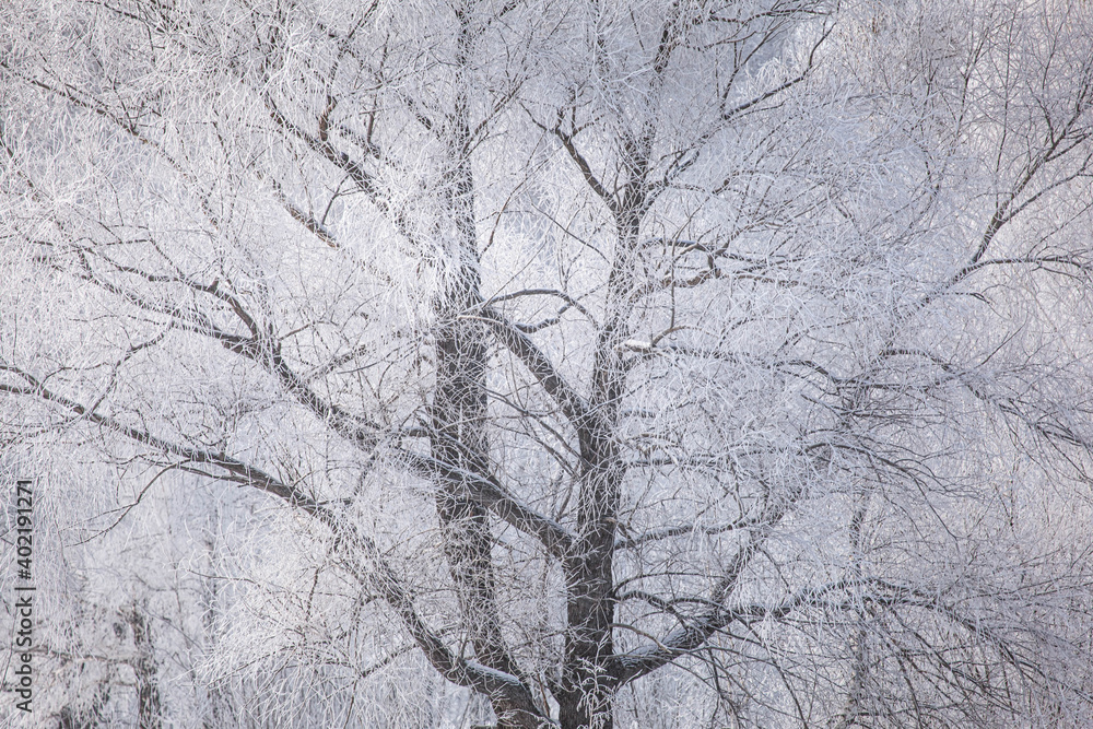Winter landscape on a river with tree in frost Winter landscape on a river with tree in frost