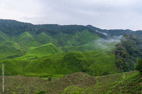Green tea plantations in the hills in the highlands. The best tea grows in humid  foggy climates high in the mountains