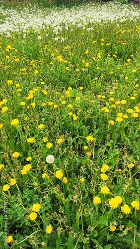 meadow with dandelions on a sunny day. dandelions in spring. flowering dandelions closeup.