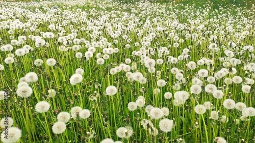 Meadow with white dandelions. Ripe dandelions.
