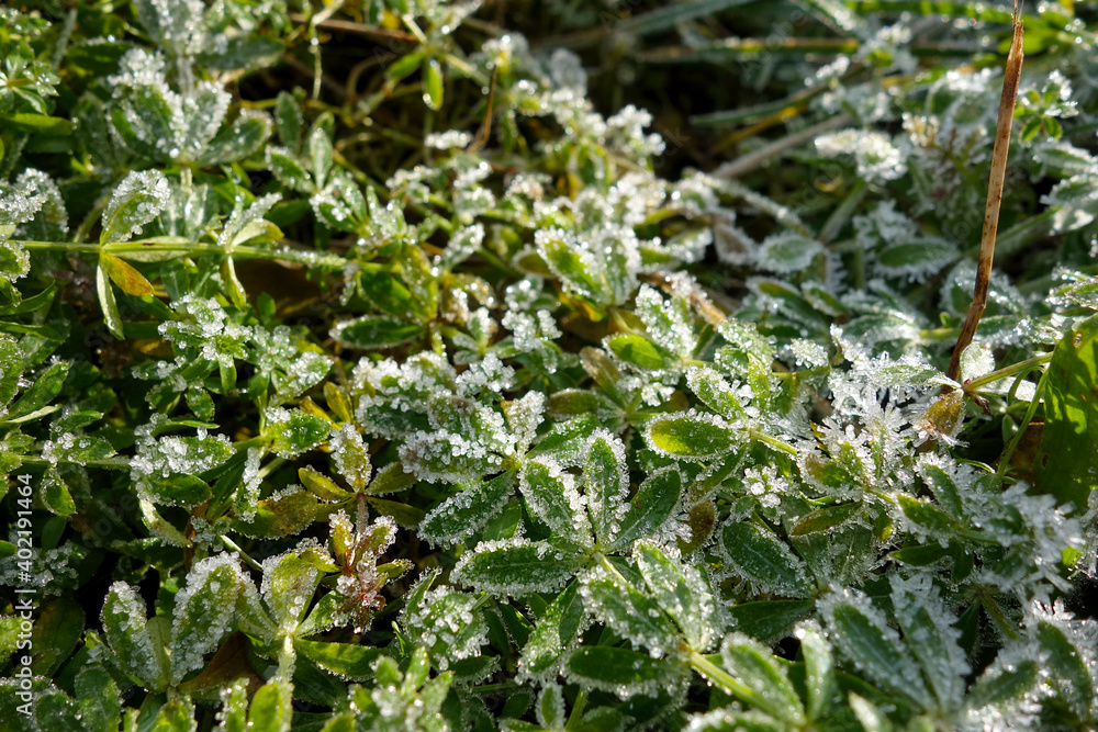 The frost on the leaves forms beautiful ice crystals The frost on the leaves forms beautiful ice crystals