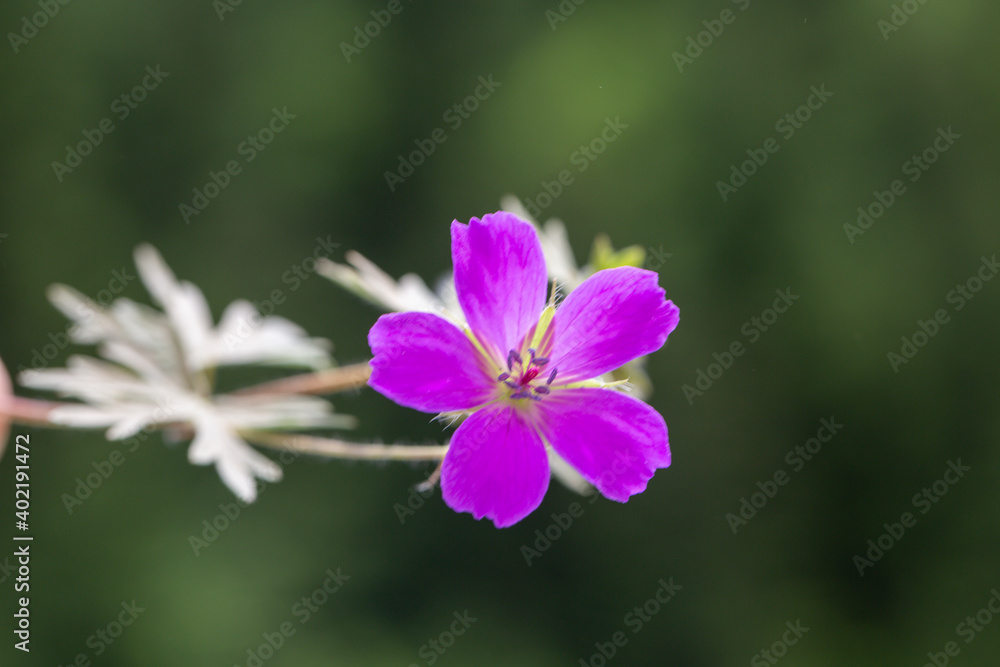 Close up, beautiful photo of Geranium maculatum also known as the wild geranium in front of a blurry background. This flower is from the Geraniaceae family. Close up, beautiful photo of Geranium maculatum also known as the wild geranium in front of a blurry background. This flower is from the Geraniaceae family.