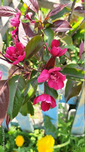 Malus purpurea red flowers of a decorative apple tree