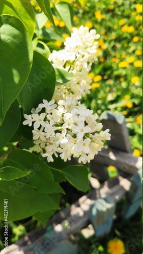 White Lilac shrub flowers blooming in spring garden. Common lilac Syringa vulgaris bush. Close-up with soft focus of a branch on a lilac tree