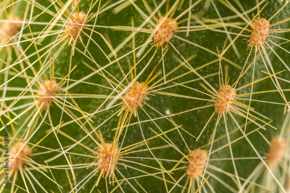 cactus macro cactus macro