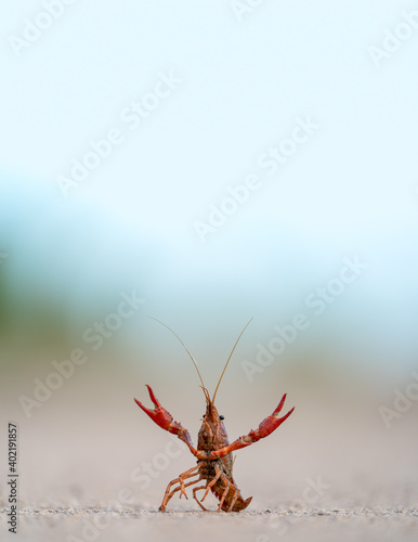 Crayfish over the road with extended pincers