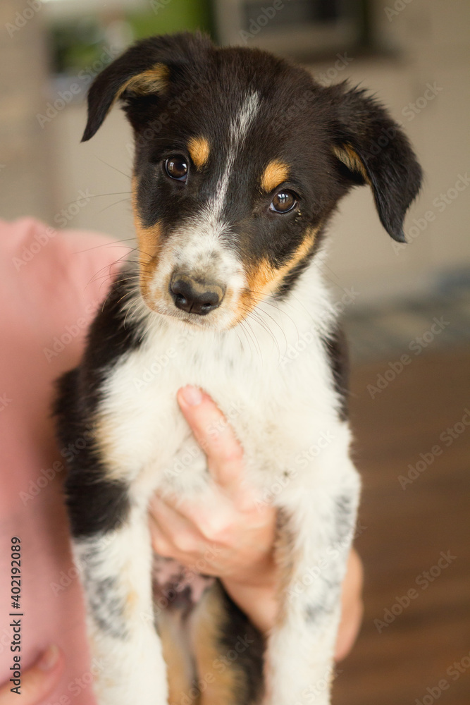 adorable border collie puppy dog held in hand indoors