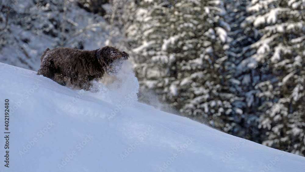 wandering with the dog in the deep powder snow on the mountains wandering with the dog in the deep powder snow on the mountains