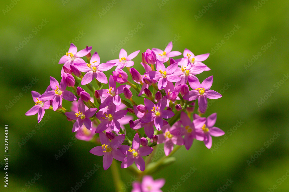 Centaurium erythraea is a species of flowering plant in the gentian family known by the common names common centaury and European centaury and this is a photo which reflects the beauty of that plant. Centaurium erythraea is a species of flowering plant in the gentian family known by the common names common centaury and European centaury and this is a photo which reflects the beauty of that plant.