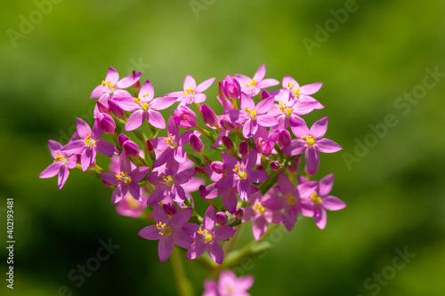 Photos Centaurium erythraea is a species of flowering plant in the gentian family known by the common names common centaury and European centaury and this is a photo which reflects the beauty of that plant