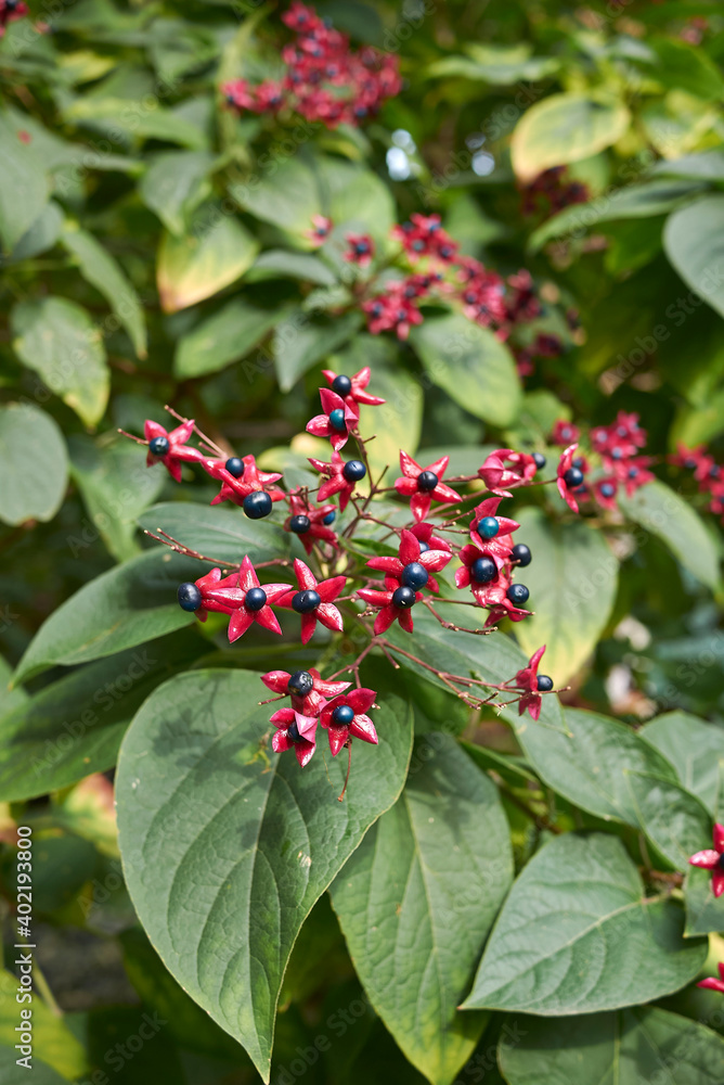 Clerodendrum trichotomum Clerodendrum trichotomum