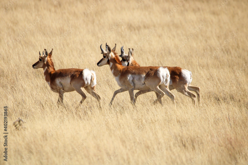 Fototapeta premium Pronghorn Antelope Arizona