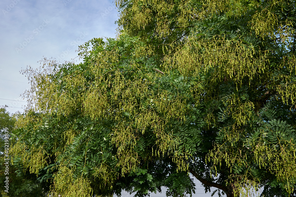 Fototapeta premium Styphnolobium japonicum 