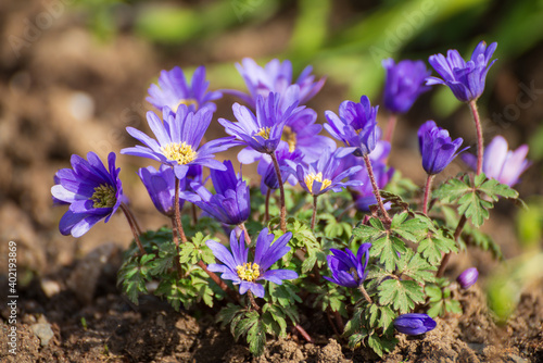 Blüten der Balkan Anemonen