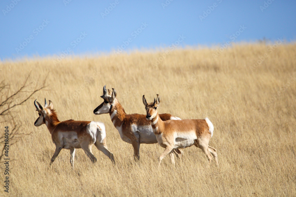 Fototapeta premium Pronghorn Antelope Arizona