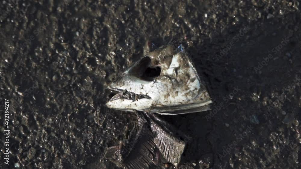 Cut Fish Head On A Wet Muddy Floor In A Fish Market In Essaouira, Morocco - Closeup Shot Cut Fish Head On A Wet Muddy Floor In A Fish Market In Essaouira, Morocco - Closeup Shot