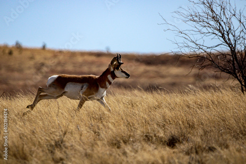 Fototapeta Naklejka Na Ścianę i Meble -  Pronghorn Antelope Arizona