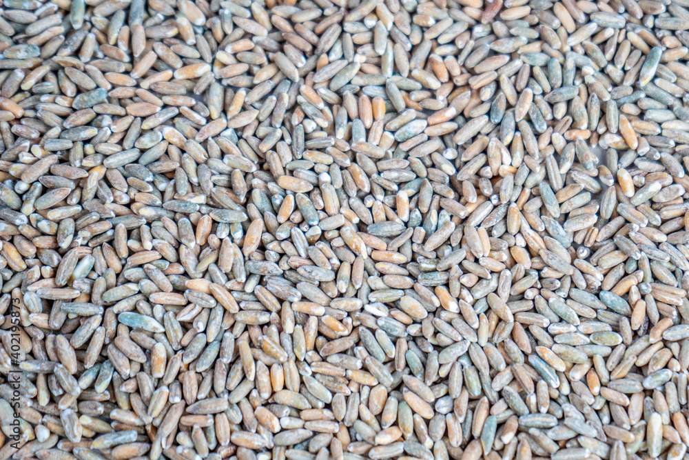 Organic rye grain seeds as background. Top view. Organic rye grain seeds as background. Top view.